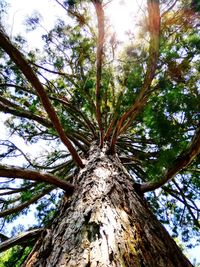 Low angle view of trees against sky