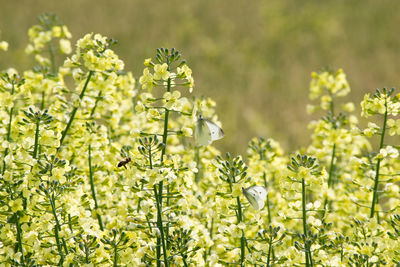 Insects pollinating on green flowers blooming outdoors