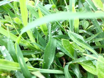 Close-up of wet plants on field