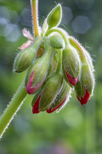 Close-up of flower bud