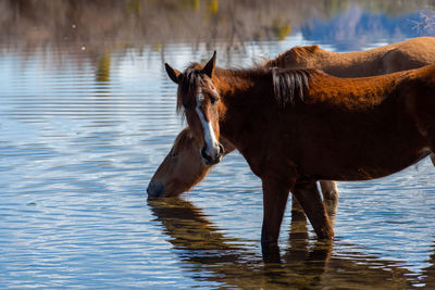 Horse standing in a lake