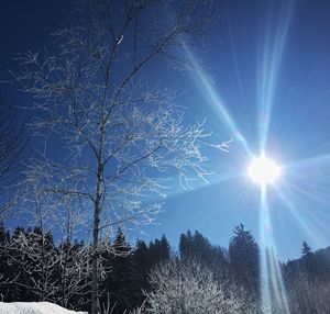 Low angle view of trees against clear sky during winter