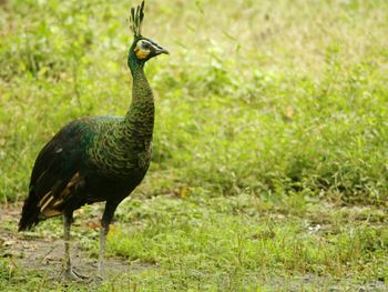 Peacock in a field