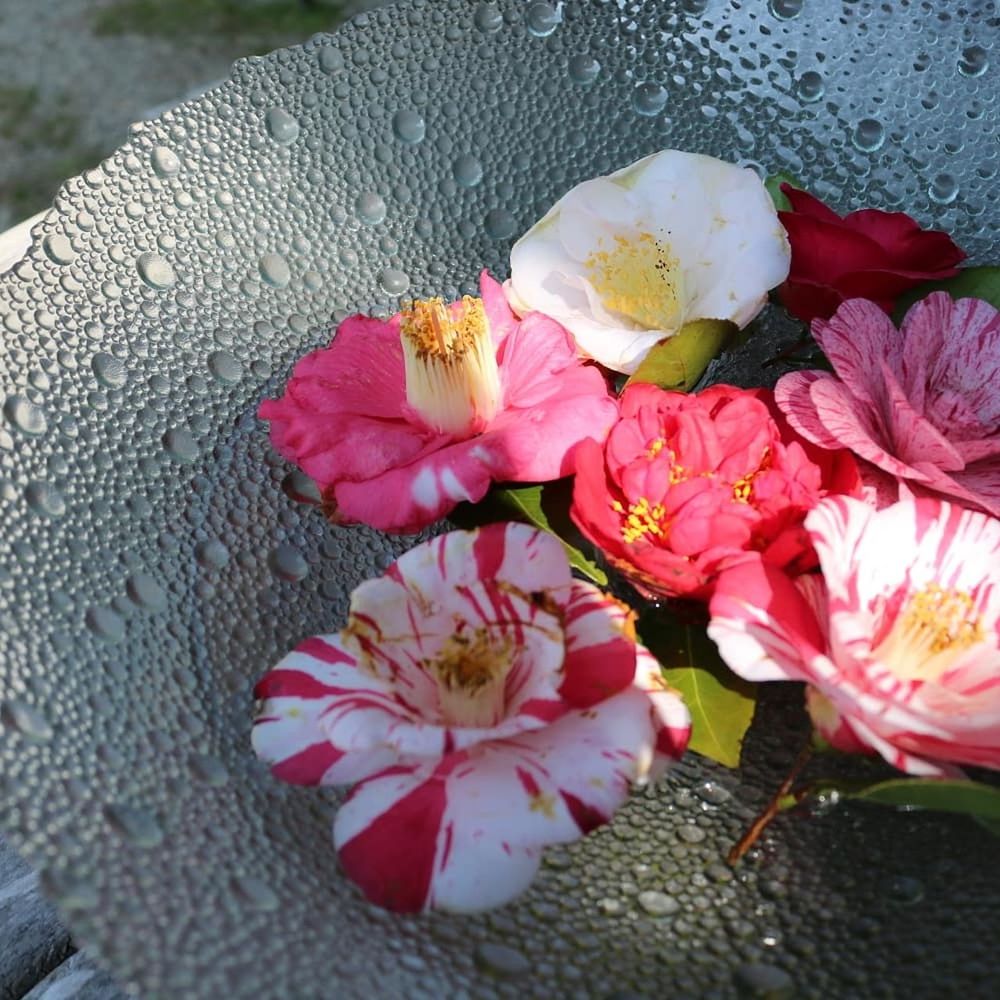 flower, petal, freshness, fragility, flower head, nature, no people, day, high angle view, beauty in nature, close-up, outdoors, growth, frangipani