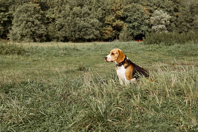 Dog looking away while sitting on land