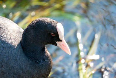 Portrait of a coot bird on a lake