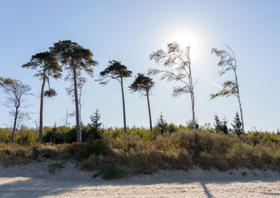 Scenic view of palm trees against sky