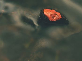 High angle view of a leaf in water