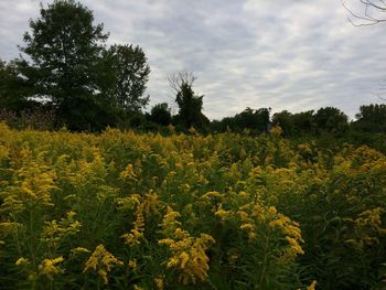 Yellow flowering plants on field against sky