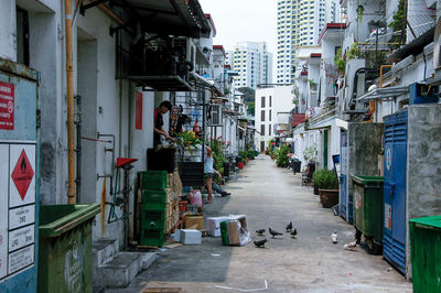 Dog in alley amidst residential buildings