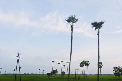 Low angle view of palm trees on field against sky
