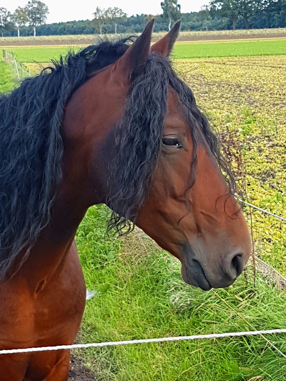 CLOSE-UP OF HORSE ON FIELD