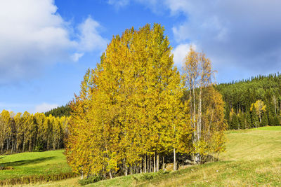 Yellow tree in field against sky during autumn