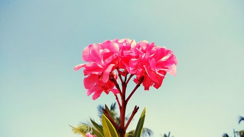 Close-up of pink flowers blooming against clear sky