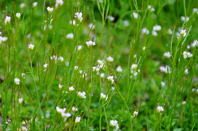 Close-up of white cardamine flowering plants on field