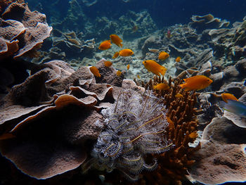 View of coral in sea