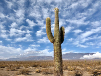 Scenic view of cactus against sky