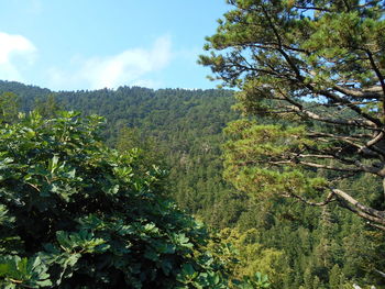 Scenic view of forest