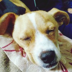 Close-up portrait of dog relaxing