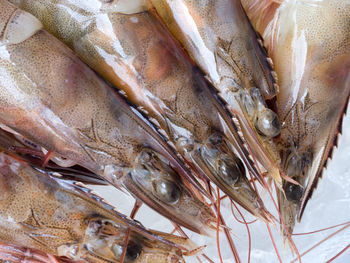 High angle view of fish for sale in market