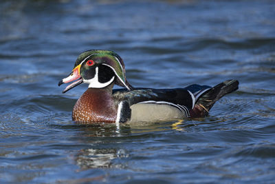 Wood duck swimming in lake