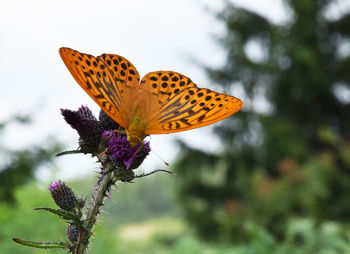 Close-up of butterfly on flower