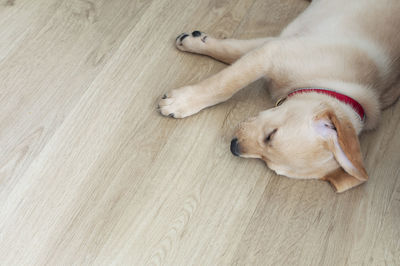 High angle view of dog sleeping on hardwood floor