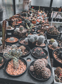 High angle view of potted plants for sale at market