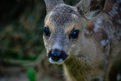 Close-up portrait of a dog