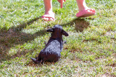 Low section of person standing on field