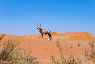 Gemsbok standing on sand against clear sky