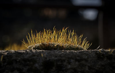 Close-up of plant growing on rock