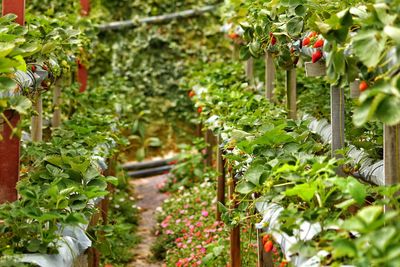 Close-up of plants growing in greenhouse