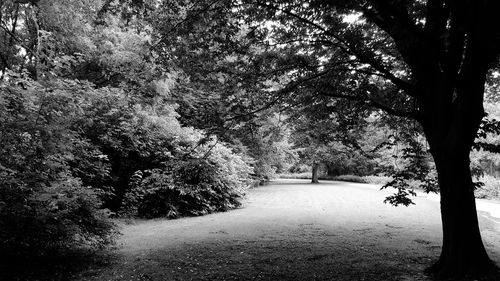 Footpath amidst trees