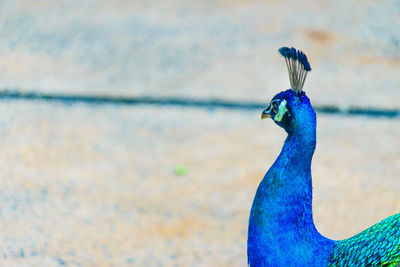 Close-up of a peacock