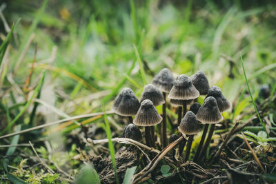 Close-up of mushrooms growing on land