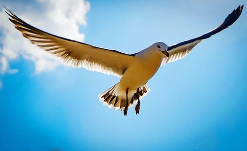 Low angle view of seagulls flying in sky