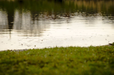 Scenic view of lake