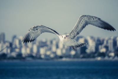 Seagulls flying over sea against sky