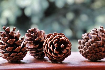 Pine cones