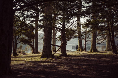 Trees in forest