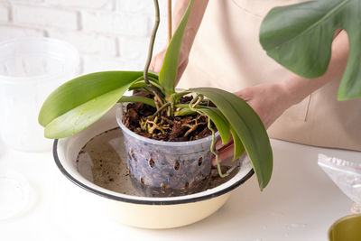 Close-up of potted plant