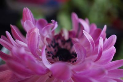 Close-up of pink flower