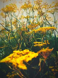 Close-up of yellow flowering plants on land