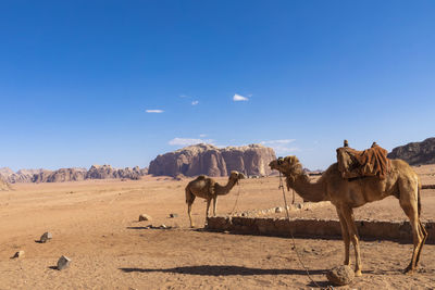 Panoramic view of a desert