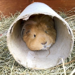 Close-up of guinea pig in cardboard pipe on hay