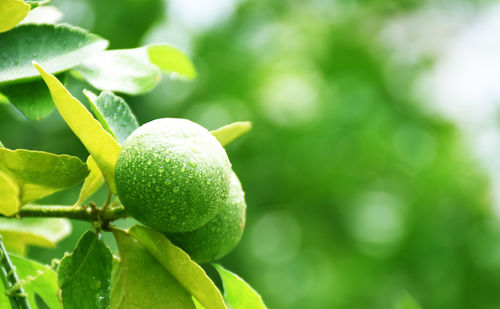 Green lemon and drops of water after the rain has a blurred background, lemon background