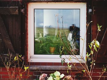 Potted plants seen through glass window