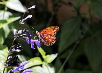 Close-up of butterfly pollinating on purple flower