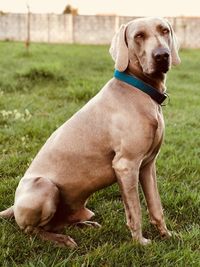 Close-up of dog sitting on field